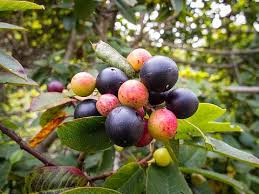 Image result for Rhamnus