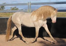 Palomino andalusian arabian mare … horse id: Majestic Spanish Horses Picaro Pm