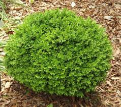 Image result for Buxus