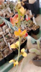 Image result for Eulophia longisepala