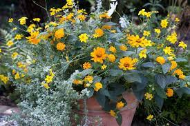 See more ideas about flower boxes, planters, window box. Top 10 Plants For Pots And Containers Bbc Gardeners World Magazine