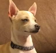 Is there a strong harness that a puppy can't chew through?