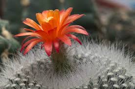 Maybe you would like to learn more about one of these? Scarlet Ball Cactus Brasilicactus Haselbergii 2 5 Pot Buy Online In Andorra At Andorra Desertcart Com Productid 191826842