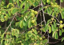 Image result for Cleistanthus