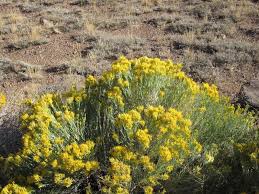 Image result for Eriosema burkei