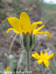 Image result for Eriosema laurentii