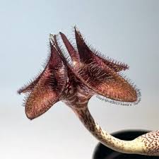 Image result for Ceropegia cimiciodora