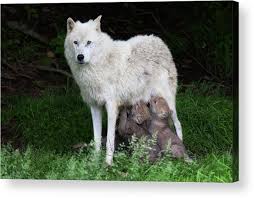 Gray wolf cubs baby wolf cubs near their den site. Arctic Wolf Pups Feeding Acrylic Print By Jim Cumming