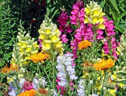 Scientists Identified Genes Responsible For Difference In Flower Color Of Snapdragons Tech Explorist