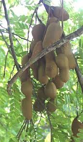 Check spelling or type a new query. Tamarind Tamarindus Indica