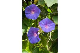 Image result for Ipomoea crassipes