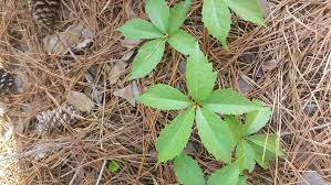 See full list on gardeningknowhow.com Weed Of The Month Virginia Creeper Home Garden Information Center