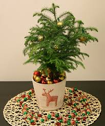 Their stepped branching and needles just don't lend themseves to bonsai techniques. 5 Norfolk Island Pine Facts Costa Farms