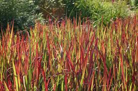 Image result for Imperata