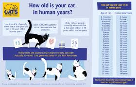 If you're wondering how old your cat is in human years, it's important to note that kitties mature very rapidly compared to us — especially from birth to around age 6. Cats Protection On Twitter Ever Wondered How Old Your Cat Is It S Not As Simple As One Year For Every Seven Human Years Here S A Guide To Help Maturemoggies Https T Co 40wqfzjdqe