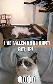 The Best Of Grumpy Cat 70 Pics Funny Grumpy Cat Memes Grumpy Cat Humor Grumpy Cat Meme