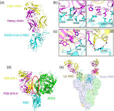 Banci și case de schimb moldovei, unde puteți să schimbați euro și leu moldovenesc. New Insights From Chemical Biology Molecular Basis Of Transmission Diagnosis And Therapy Of Sars Cov 2 Ccs Chemistry