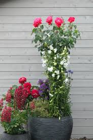 Sie möchten rosen kaufen, von denen sie noch lange etwas haben? Kordes Rosen Die Schonsten Rosen Der Welt Rosen De Kordes Rosen