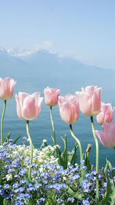 I nuovi utenti usufruiscono di uno sconto del 60%. Wallpaper Tulip 4k Hd Wallpaper Spring Flowers Mountains Nature 10151 Carta Da Parati A Fiori Immagini Buongiorno