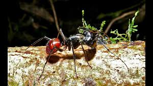 The other ants in the hierarchy don't get much longer than 0.6 inches. Largest Ant In Malaysia Is Huge Youtube