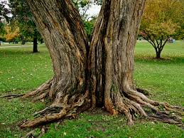 Image result for tree trunks twin in nature