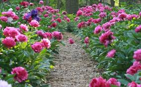 Tipps Rund Um Die Pfingstrose Pflege Pflanzen Und Schneiden Pfingstrosen Garten Pflanzen Pfingstrosen Pflanzen