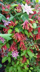Check spelling or type a new query. Honeysuckle And Clematis Tuin