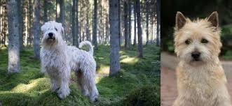 Cheryl nims lamar, mo 64759. Soft Coated Wheaten Terrier Vs Cairn Terrier Breed Comparison