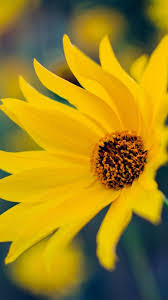 اجمل خلفيات ايفون X Iphone Wallpapers Tumblr Tecnologis Yellow Flower Wallpaper Flower Wallpaper Yellow Flowers