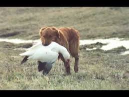 Zomarick Duck Retrieving Youtube