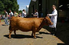 Dexter Cattle Wikipedia