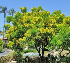 The gold medallion tree (cassia leptophylla) is certainly the one of the most spectacular of all of the flowering trees. Cassia Leptophylla Gold Medallion Tree Buy Online At Annie S Annuals