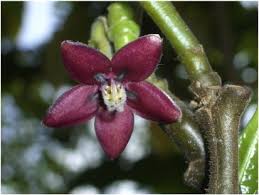 Image result for Eggelingia ligulifolia