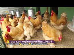 Brahma Irki Yumurta Tavuklarinin Ozellikleri Kanatli Alemi Ciftci Tv Youtube Tavuk Ale Ciftci