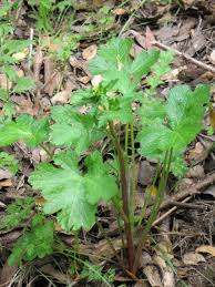 Image result for Sanicula