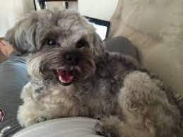 Hide this posting restore restore this posting. Phoenix Pets Craigslist Pets Craigslist Animals