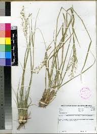 Image result for Panicum phragmitoides