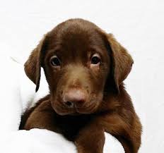 Also why rottie weigh up to 110 pounds. Labrador Retriever Rottweiler Mixed Breed Puppies For Sale In Fitchburg Massachusetts Classified Americanlisted Com