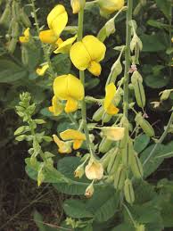 Image result for Crotalaria subcapitata