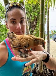 Is this a rooster or what breed of chicken is it?