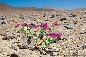 Pin On Flower Examples