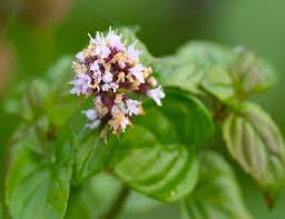 Image result for Mentha aquatica