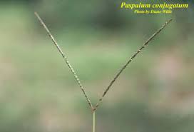 Image result for Paspalum conjugatum