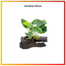 Image result for Crabbea nana