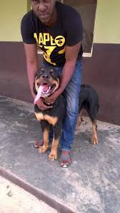There are 889 rottweiler puppy for sale on etsy, and they cost sgd 17.24. Rottweiler For Sale In Oyo