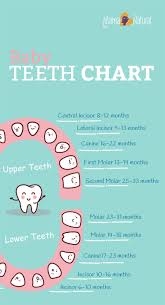 baby teething chart what order do they come in baby