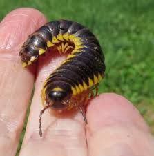 Black And Yellow Millipede North Carolina Black And Yellow Millipedes Sigmoria Aberrans Sally Kneidel Phd