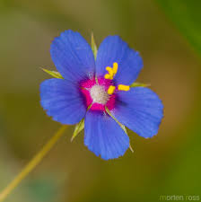 Image result for Anagallis gracilipes