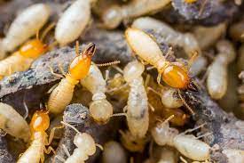 Pest control, exterminators, termites, orkin man, bug control, roaches and more in peachtree city, ga. Johns Pest Control