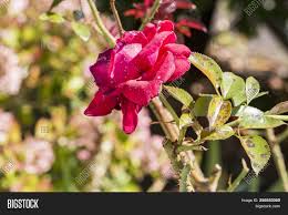 Maybe you would like to learn more about one of these? Plant Disease Fungal Image Photo Free Trial Bigstock